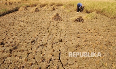 Seorang petani, Dusun Gendurit, Desa Kawengen, Kecamatan Ungaran Timur, Kabupaten Semarang memanen padi belum cukup umur di lahan perswahan yang merekah, akibat kekeringan, Senin (17/6). Petani di dusun ini melakukan ‘panen terpaksa’ untuk menghindari kerugian lebih besar akibat dampak musim kemarau.