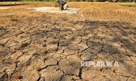 Seorang petani, Dusun Gendurit, Desa Kawengen, Kecamatan Ungaran Timur, Kabupaten Semarang memanen padi belum cukup umur di lahan perswahan yang merekah, akibat kekeringan, Senin (17/6). Petani di dusun ini melakukan ‘panen terpaksa’ untuk menghindari kerugian lebih besar akibat dampak musim kemarau.