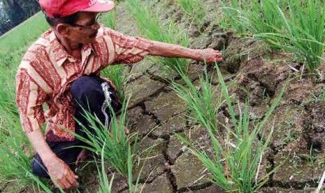  Seorang petani, Idrus (67) membersihkan sawahnya yang mengalami kekeringan di Desa Lubuk Puar, Padangpariaman, Sumbar. Akibat rusaknya hulu irigasi dan musim kemarau, ratusan hektare sawah di kecamatan itu terancam gagal panen.