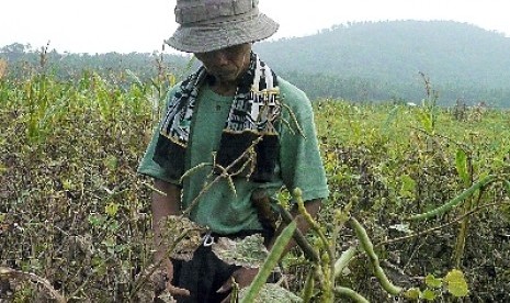  Seorang petani kedelai tengah memanen hasil tanamannya.