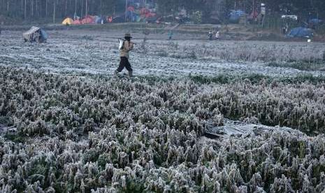 Seorang petani melintas di lahan kebun sayur yang diselimuti embun beku di kawasan Candi Arjuna Dieng, Banjarnegara, Jateng, Sabtu (4/8). 