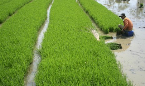 Seorang petani memanen benih padi di areal persawahan Desa Brondong, Pasekan, Indramayu, Jawa Barat, Rabu (11/4). Petani dinilai perlu meningkatkan pemanfaatan padi hibrida yang dinilai lebih produktif.