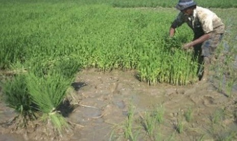 Seorang petani memanen benih padi di lahan persawahan Desa Pekandangan, Indramayu, Jawa Barat.