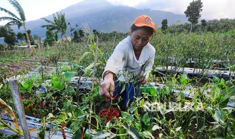 Seorang petani memanen cabai di lahan pertanian lereng Gunung Merapi, Stabelan, Tlogolele, Selo, Boyolali, Jawa Tengah, Selasa (22/5).