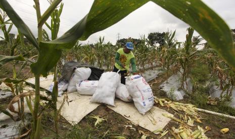 Seorang petani memanen jagung (ilustrasi). Pemerintah Kabupaten Aceh Timur melalui Dinas Tanaman Pangan dan Hortikultura mencatat produksi jagung di kabupaten tersebut mencapai 22.374 ton sepanjang 2022.