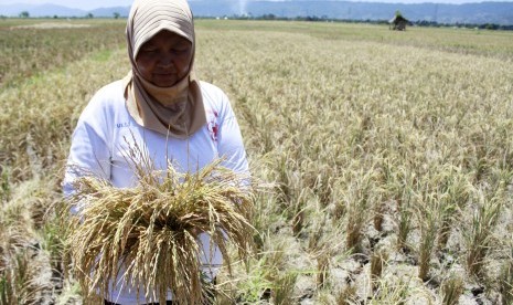 Seorang petani memanen padi disawah miliknya yang mengalami kekeringan di Desa Yosonegoro, Gorontalo, Provinsi Gorontalo, Kamis (3/3).