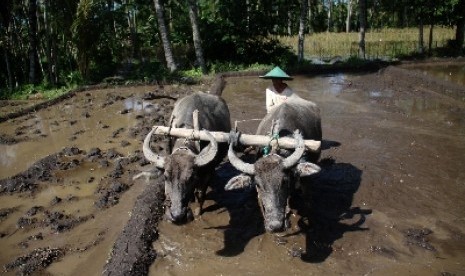 Seorang petani membajak sawah.