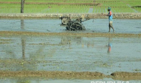 Seorang petani membajak sawah  (Republika/Edi Yusuf)