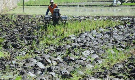 Seorang petani membajak sawah di daearah Kadungora, Kabupaten Garut, Jawa Barat. (Republika/Edi Yusuf)