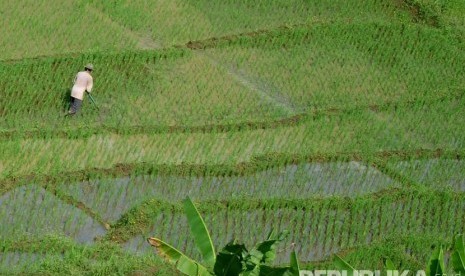 Seorang petani membersihkan gulma di daerah Manonjaya, Kabupaten Tasikmalaya. (Republika/Edi Yusuf)