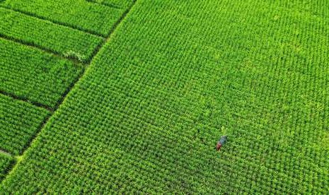 Seorang petani membersihkan rumput liar di antara padi di areal persawahan Suwawa, Kabupaten Bone Bolango, Gorontalo, Senin (17/9). Badan Pusat Statistik (BPS) mencatat Nilai Tukar Petani (NTP) secara nasional pada September 2018 meningkat 0,59 persen.