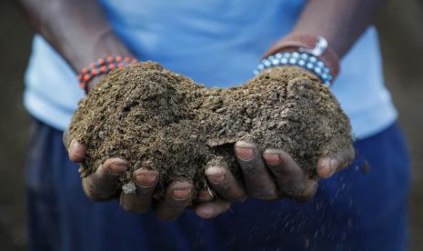 Seorang petani memegang kotoran ternak yang akan dia gunakan untuk menyuburkan tanaman, karena kenaikan harga pupuk yang dia katakan sekarang tidak mampu dia beli, di Kiambu, dekat Nairobi, di Kenya Kamis, 31 Maret 2022. Perdana Menteri Rusia, Mikhail Mishustin menandatangani dekrit untuk meningkatkan kuota ekspor pupuk hingga 31 Mei.