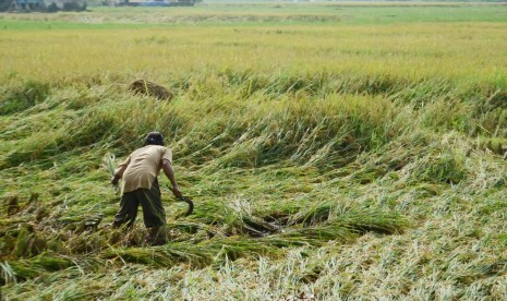 Seorang petani memeriksa padi yang rusak akibat tingginya curah hujan di daerah Ciranjang, Kabupaten Cianjur. (Republika/Edi Yusuf)