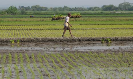 Seorang petani memikul benih padi yang akan di tanam pada lahan pertanian di wilayah Sawit, Boyolali, Jawa Tengah, Selasa (5/5/2020). Indonesia sebagai negara agraris terus menghadapi ancaman alih fungsi lahan.