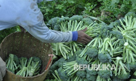 Seorang petani memilih sayuran yang akan dikirim ke pasar di perkebunan sayur brokoli. (Mahmud Muhyidin)