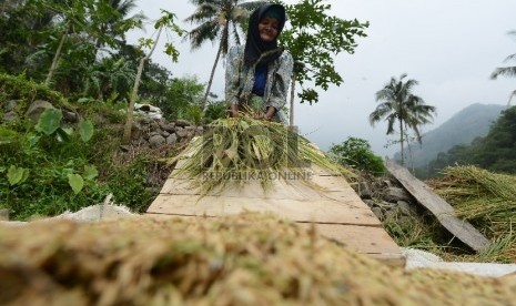 Seorang petani memisahkan butiran padi dari batangnya sebelum dimasukan kedalam karung untuk kemudian dibawa menuju ke tempat penggilingan di Kecamatan Tegalwaru, Desa Jayanti, Karawang, Jawa Barat, Kamis (12/11).  (Republika/Raisan Al Farisi)