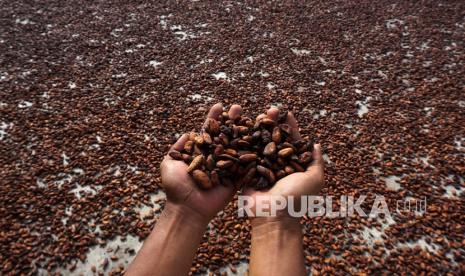 Seorang petani memperlihatkan biji kakao yang sedang di jemur di Desa Toabo, Mamuju, Sulawesi Barat, Selasa (18/1/2022). Harga kakao di tingkat petani mengalami penurunan harga dari Rp35 ribu menjadi Rp27 ribu per kilogram disebabkan menurunnya kualitas biji akibat pengahur cuaca dan hama.