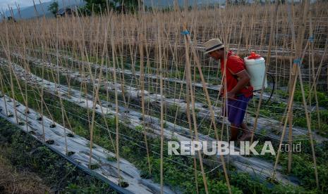 Seorang petani memupuk tanamannya, (ilustrasi). Kementerian Pertanian (Kementan) mulai mendorong para petani untuk dapat menggunakan pupuk organik.