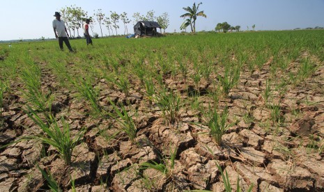 Seorang petani menanam biji palawija di areal sawah yang mengering di Indramayu, Jawa Barat, Selasa (7/7).