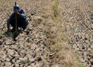 Seorang petani mencabut rumput di sawahnya yang kering akibat musim kemarau (ilustrasi).