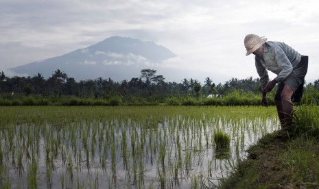 Seorang petani mengerjakan sawahnya di areal persawahan sekitar 12 kilometer dari Gunung Agung yang berstatus awas di Desa Rendang, Karangasem, Bali, Minggu (24/9). 