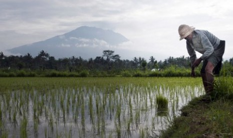 Seorang petani mengerjakan sawahnya di areal persawahan sekitar 12 kilometer dari Gunung Agung yang berstatus awas di Desa Rendang, Karangasem, Bali, Ahad (24/9). Meskipun Gunung Agung belum menunjukkan erupsi namun sebanyak 40.282 orang di sekitar lereng gunung itu telah diungsikan ke berbagai wilayah Bali untuk menghindari hal yang tidak diinginkan. 