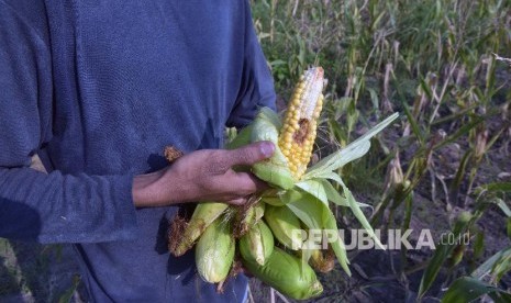 Ribuan Hektare Tanaman Jagung di Flores Timur Diserang Ulat. Seorang petani mengumpulkan jagung dari tanaman yang gagal panen akibat serangan hama ulat grayak yang membuat tanaman tidak tumbuh membesar dan kerdil. 