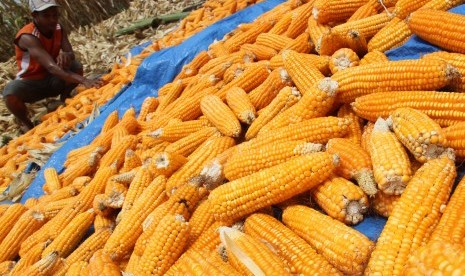 Seorang petani menjemur jagung pakan ternak saat panen di Desa Lhueng Baro, Kecamatan Woyla Barat, Aceh Barat, Aceh, Rabu (24/4/2019). 