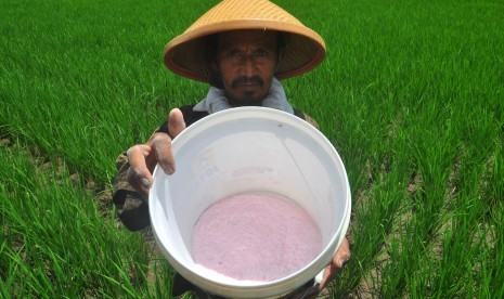 Seorang petani menunjukan pupuk jenis urea di lahan sawah Kalibening, Salatiga, Jawa Tengah, Selasa (7/4). 