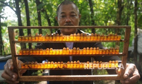 Seorang petani menunjukan tempat royal jelly lebah madu yang dipasang di perkebunan Gunungsari, Wonosegoro, Boyolali, Jawa Tengah, Senin (11/2/2019). 