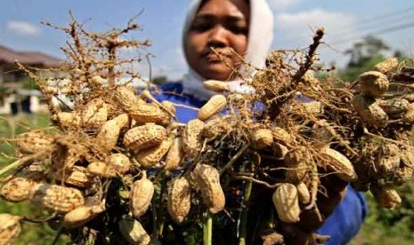 Petani kacang tanah