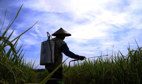 Seorang petani menyemprot obat ke tanaman padi miliknya di Kampung Bumi Raya, Nabire, Papua.