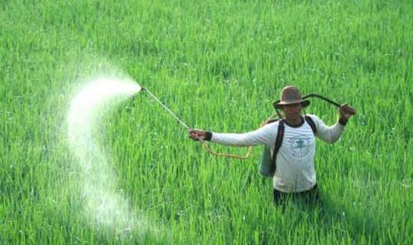 Seorang petani menyemprotkan pestisida pada tanaman padi di areal sawah.