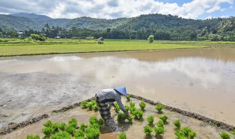 Seorang petani menyiapkan bibit padi untuk ditanam di daerah persawahan Desa Lembah Sari, Kecamatan Batulayar, Lombok Barat, NTB, Kamis (1/4/2021). 