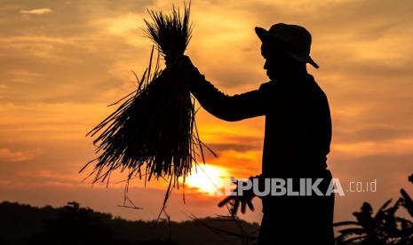 Seorang petani menyortir hasil panen padi. Pemerintah Kabupaten Bangka Tengah, Provinsi Kepulauan Bangka Belitung, memperkuat peran penyuluh lapangan, untuk meningkatkan produksi pertanian.