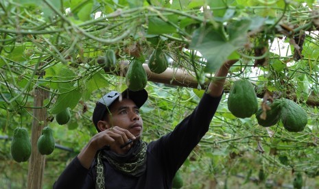 Seorang petani merawat tanaman labu siam di lahan pertanian lereng gunung Merapi, Ringin Putih, Cepogo, Boyolali, Jawa Tengah, Jumat (19/7/2019). 