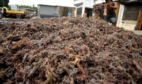 Seorang petani rumput laut menjemur hasil panennya.