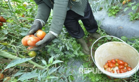 Seorang petani sayuran memanen tomat di Desa Suntenjaya, Kecamatan Lembang, Kabupaten Bandung Barat, Rabu (24/8). (Mahmud Muhyidin)