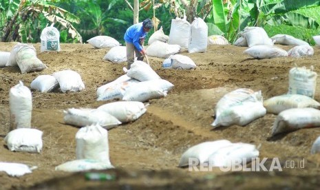 Seorang petani sayuran menyiapkan lahan untuk ditaburi pupuk kandang, di kawasan Punclut, Kecamatan Lembang, Kabupaten Bandung Barat, Senin (22/8). (Republika/Edi Yusuf)