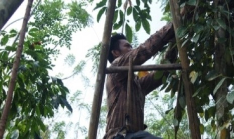 Seorang petani sedang memanen lada hitam Lampung