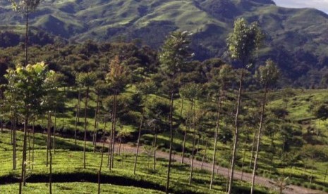 Seorang petani sedang memetik daun teh di Perkebunan Teh Dewata yang berada di ketinggian 1.800 mdpl.