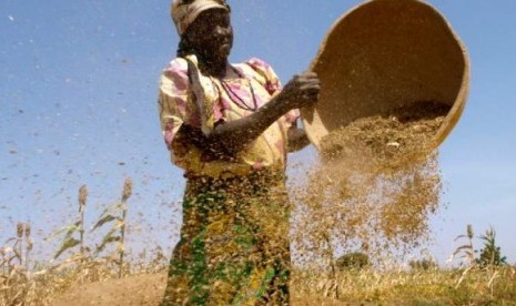 Seorang petani sorghum Nigeria 