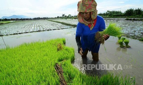 Seorang petani tengah memanen benih padi di sawahnya , Jalan Rancasagatan, Kecamatan Gedebage, Kota Bandung, Rabu (21/12). Berdasarkan Dinas Pertanian dan Ketahanan Pangan Kota Bandung saat ini terdapat 900 hektare sawah dan 32,8 hektare lahan sawah abadi 