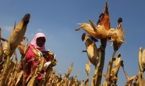 Seorang petani tengah memanen jagung miliknya (ilustrasi). 