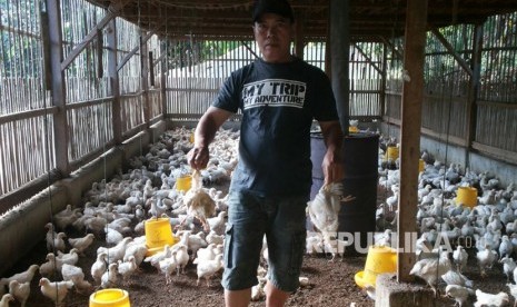 Seorang peternak ayam potong di Desa Danasari, Kecamatan Cisaga, Kabupaten Ciamis menunjukkan unggas yang mati karena terserang penyakit. 