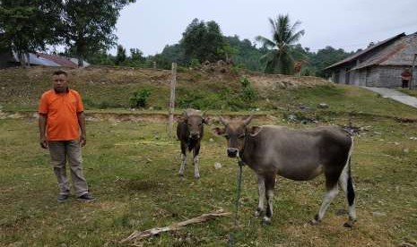 Seorang peternak di Desa Tafasoho, Kecamatan Malifut, Kecamatan Halmahera Utara, Maluku Utara, sedang bersama hewan ternak miliknya.