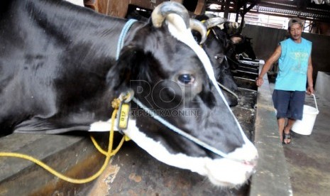 Seorang peternak di sebuah peternakan sapi di Jakarta, Rabu (17/4).   (Republika/Aditya Pradana Putra)