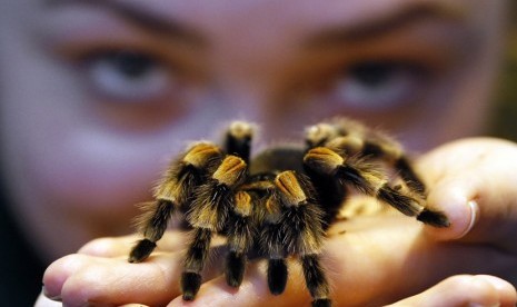   Seorang petugas kebun binatang memegang laba-laba tarantula jenis Red Kneed yang berbisa di Kebun Binatang London,Kamis (3/1). (AP/Kirsty Wigglesworth)