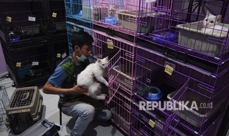 Seorang petugas melakukan perawatan terhadap kucing yang dititipkan pet shop.