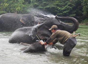 Seorang petugas memandikan seekor gajah Sumatera di sungai.